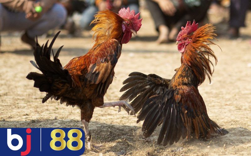 Bí quyết chọn gà đá chuẩn chỉnh như cao thủ