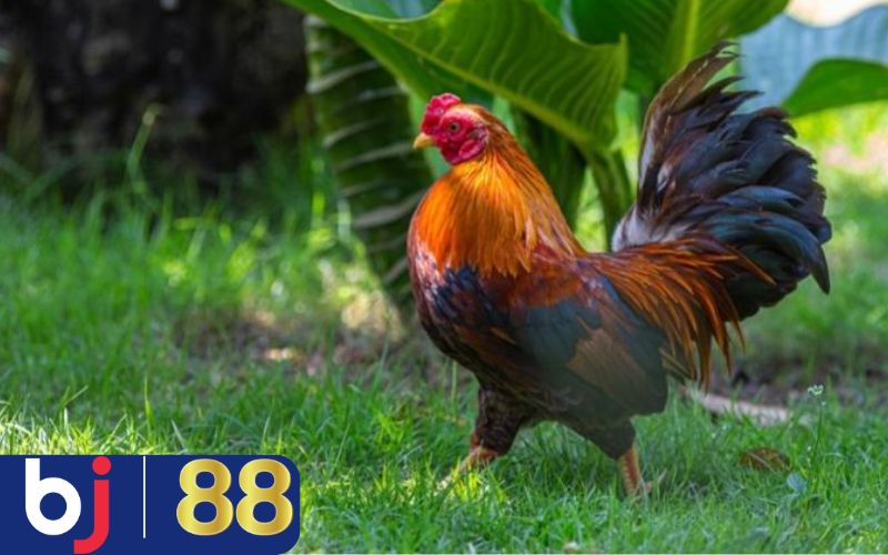 Các điềm báo thấy nuôi gà thường gặp khi mơ