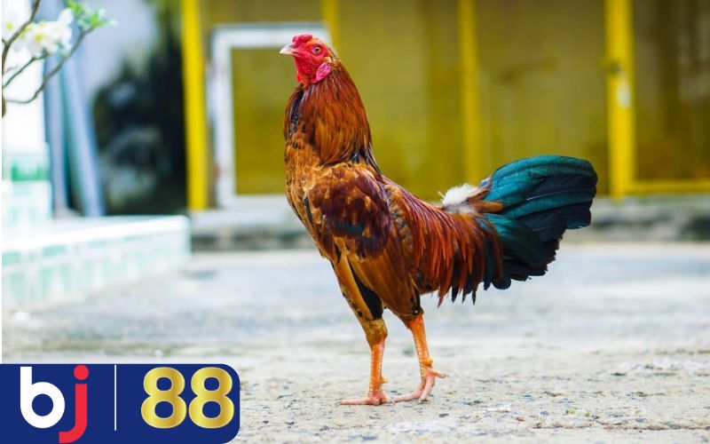 Cách chọn tông dòng khi nuôi gà đá bo lớn