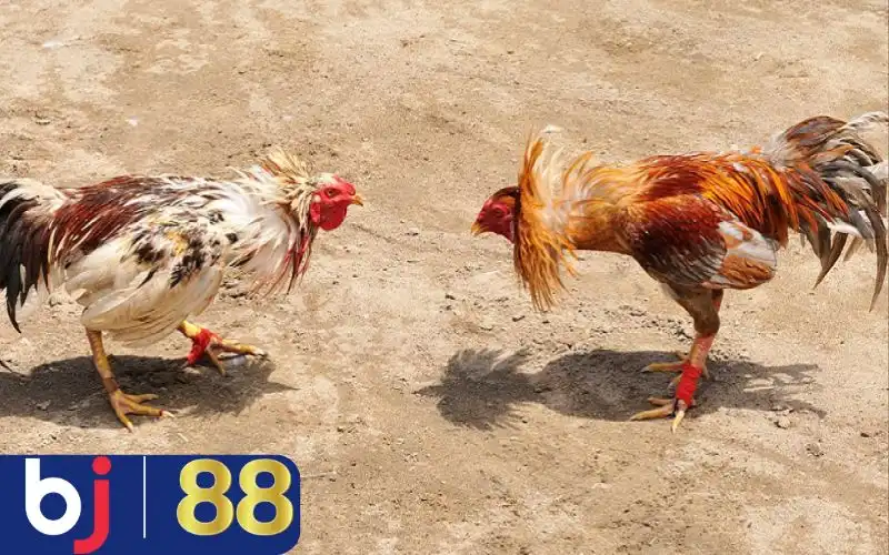 Cách nhận diện gà đá đã sẵn sàng thì đấu