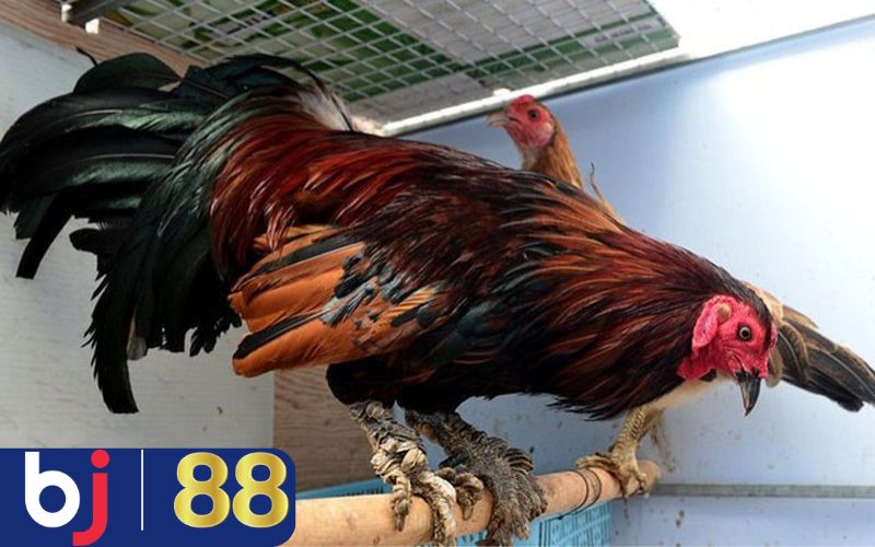 Đặc điểm nổi bật của một chú gà Vảy Rồng tiềm năng