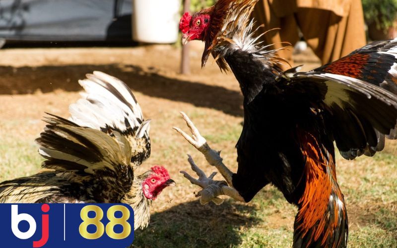 Gà 2 Bình Dầu - Gà chọi có sức bền vượt trội