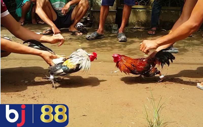 Giải mã câu hỏi nuôi gà đá có phạm luật không?