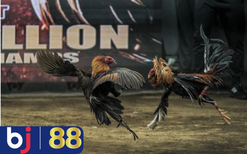 Hướng dẫn cách chọn gà chọi hay dựa vào hình dáng