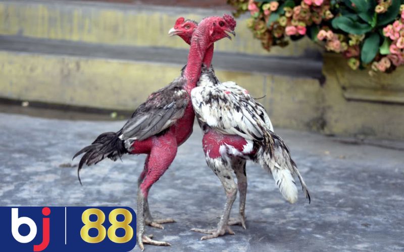 Hướng dẫn cách sơ cứu cơ bản khi gà đau chân