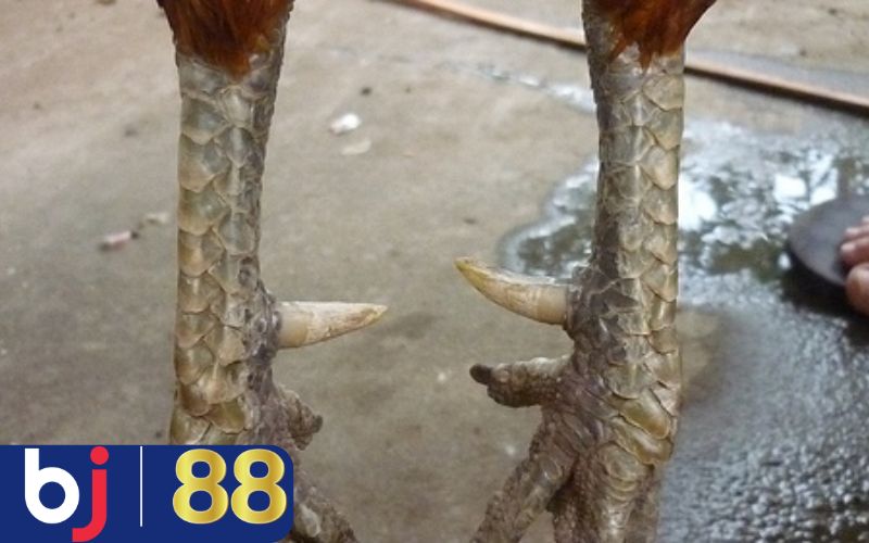 Khi xem chân gà đá, anh em cần chú ý đến cựa gà