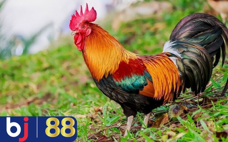 Lý giải điềm mộng và cách chọn các số may mắn?