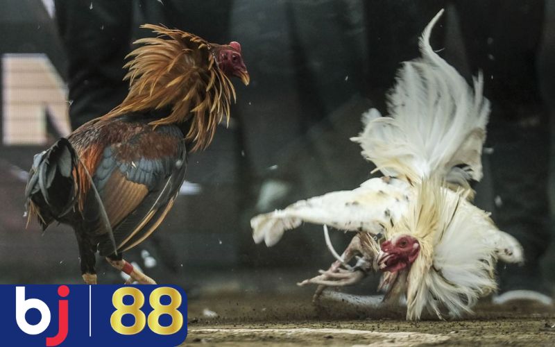 Mẹo chọn gà chọi đá hay dựa vào gen di truyền