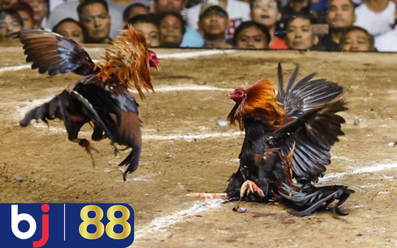 Mẹo phòng tránh giúp gà tăng cường sức khỏe