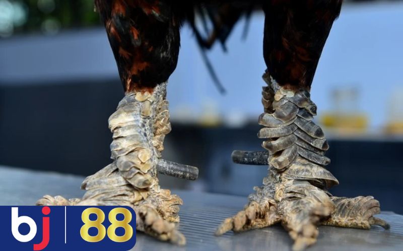 Nhược điểm cần chú ý khi lựa chọn gà chọi có Vảy Rồng