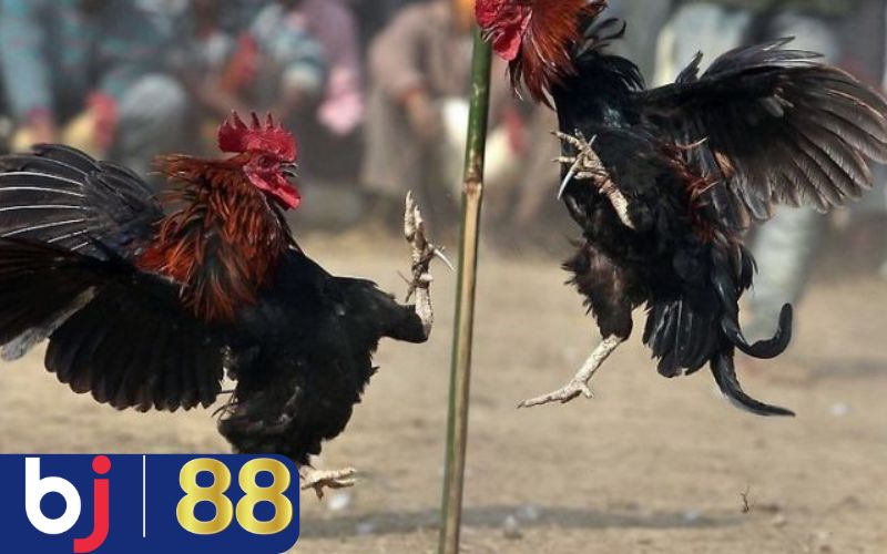 Bí quyết phân tích kèo cược khi chọi gà