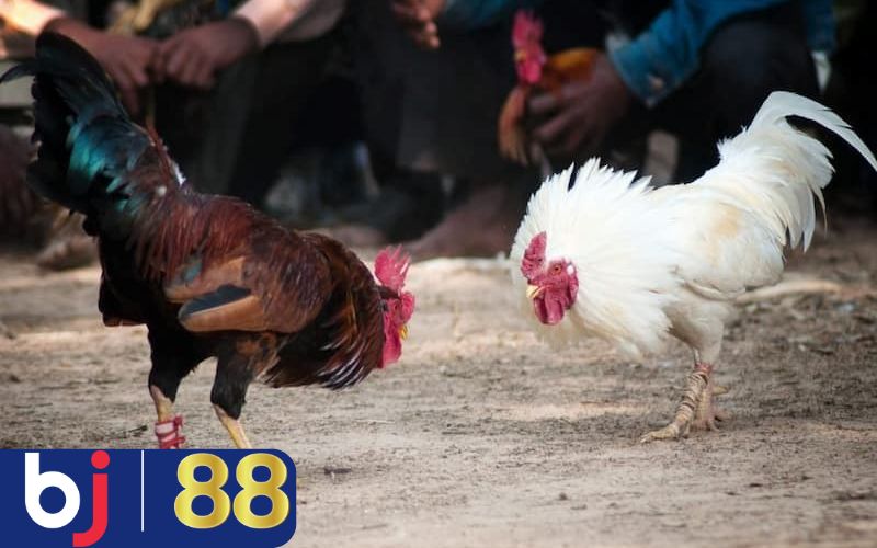 Bí quyết trải nghiệm trận so tài khi xem đá gà