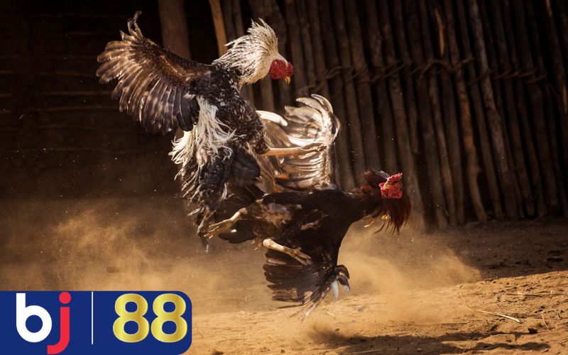 Cá cược đá gà anh em cần chú ý những gì?