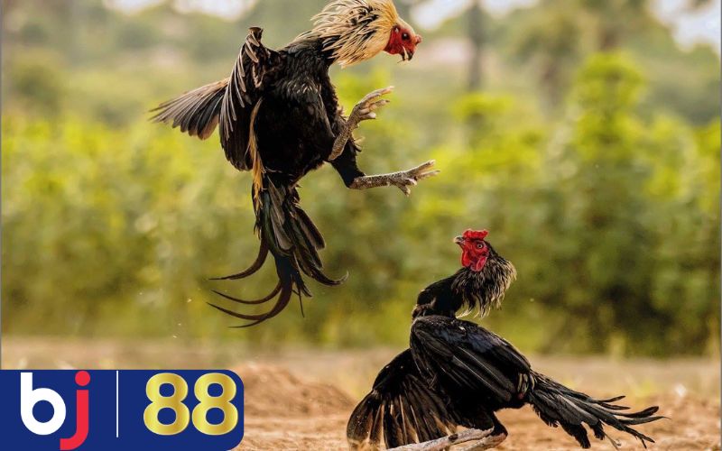 Các bài tập giúp gà chọi có lực chân mạnh mẽ