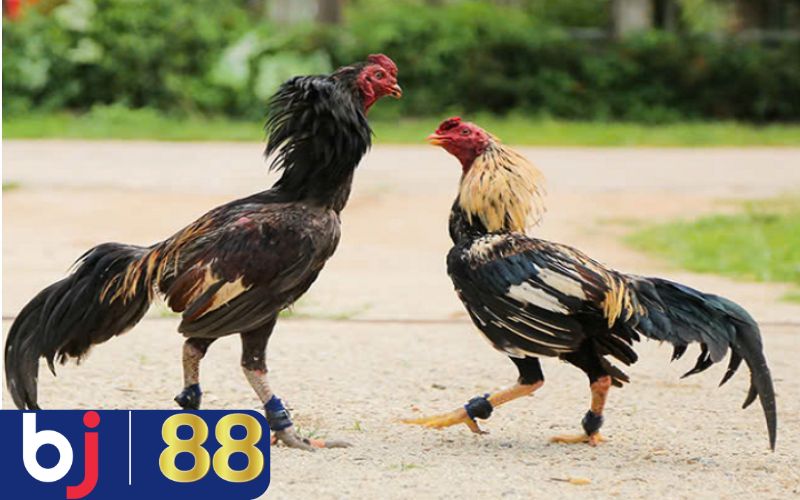 Cách nuôi gà đá chân mạnh dựa vào chế độ ăn uống