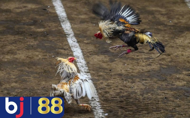 Cách phân biệt gà đòn và gà cựa khi cá cược