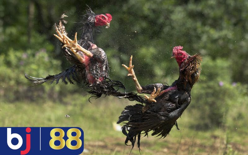 Mẹo chọn gà đá cựa vào yếu tố di truyền