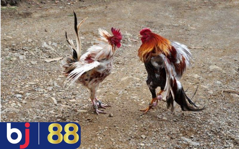 Trường gà Thomo - Nơi diễn ra nhiều trận đấu hấp dẫn