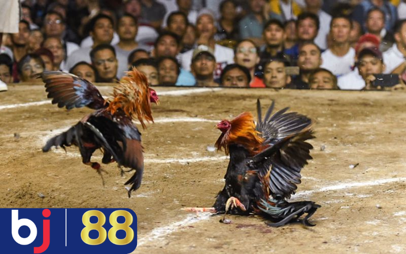 Bí quyết cá cược đá gà cựa sắt chuẩn chỉnh