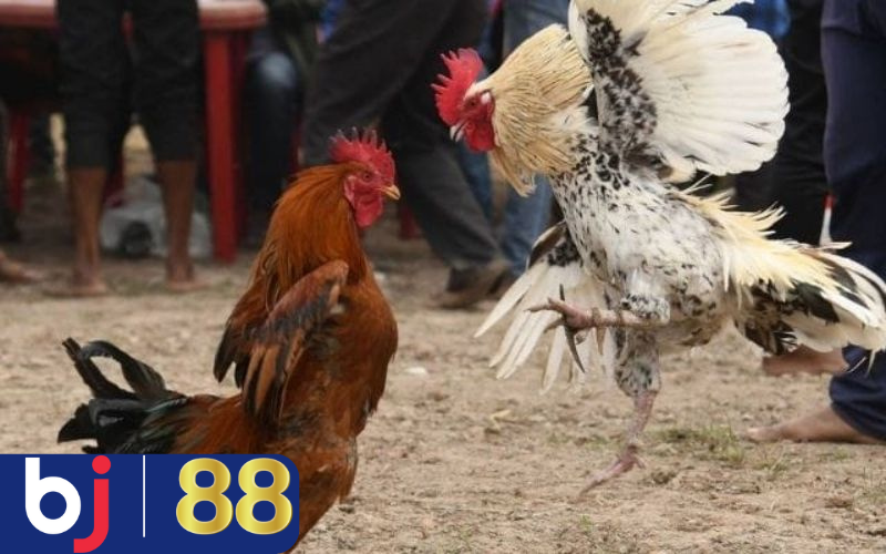 Các chú ý quan trọng khi nuôi gà chọi đá gà cựa sắt