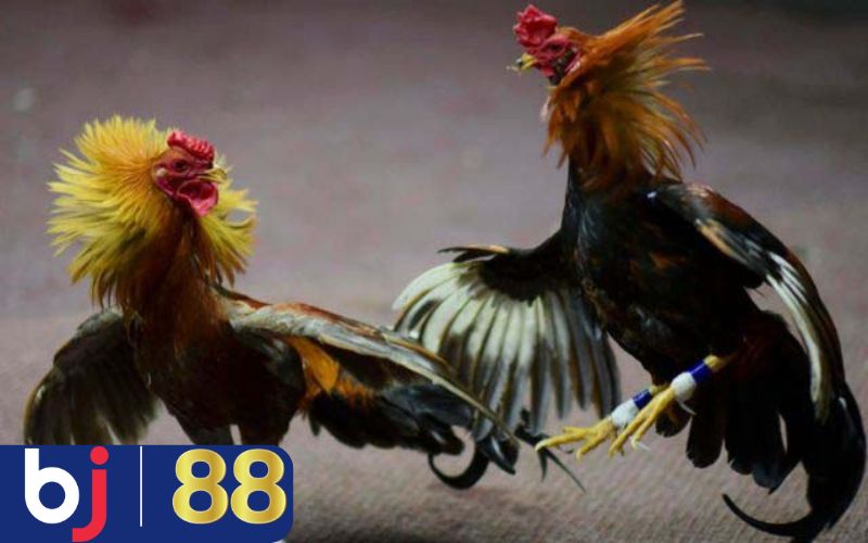 Các link xem đá gà cực chuẩn dành cho tân thủ