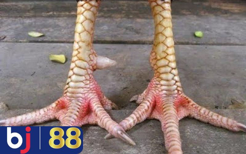 Cách nhận biết các loại vảy hiếm khi coi vảy gà chọi