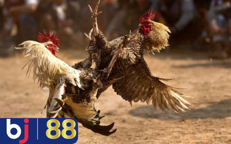 Cách xem tướng gà chọi thần kê qua tiếng gáy