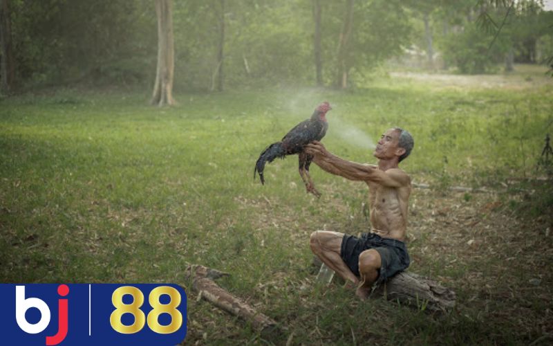 Chăm sóc vết thương - Cách nuôi gà mới đá về hiệu quả