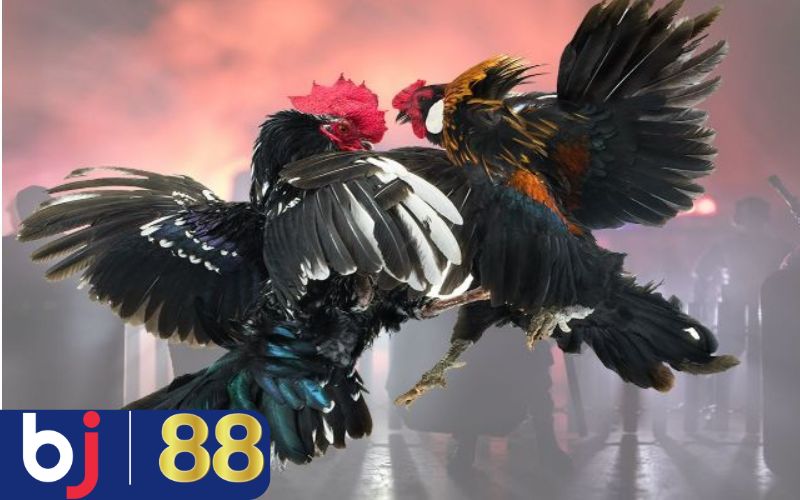 Lý do hội viên cần tìm kiếm link xem đá gà minh bạch?