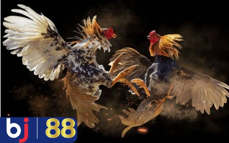 Sức hấp dẫn khó cưỡng của đá gà cựa dao