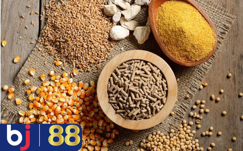 Vai trò quan trọng của ngũ cốc khi nuôi gà đá