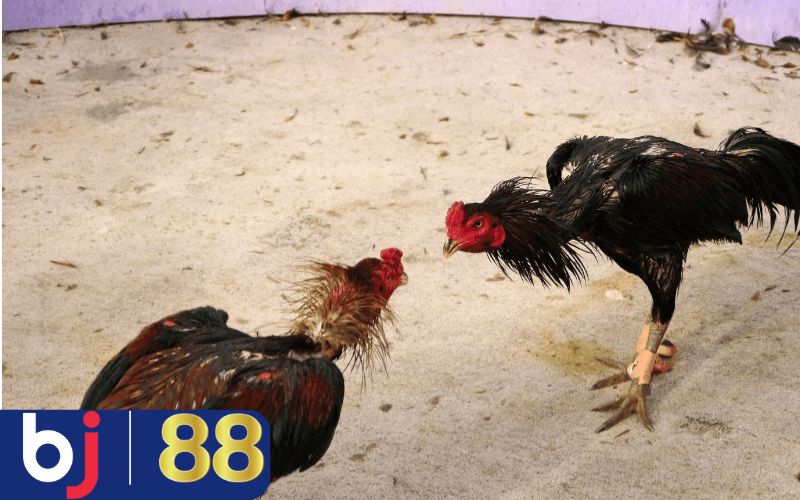 Vệ sinh kỹ lưỡng khi gà mới thi đấu về