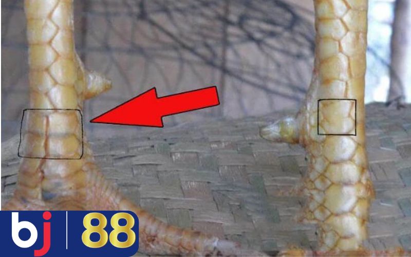 Vì sao coi vảy gà lại có ảnh hưởng quan trọng?