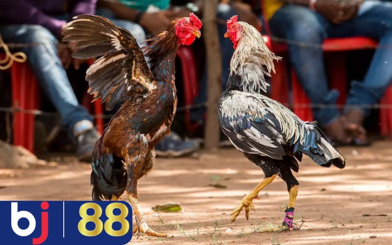 WS168 cung cấp nhiều trận đấu gà chọi tại bj88
